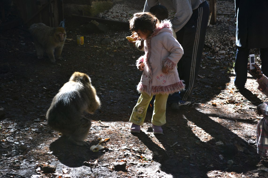 FesDayTripMidAtlasForestBarbaryApesJan2014-4