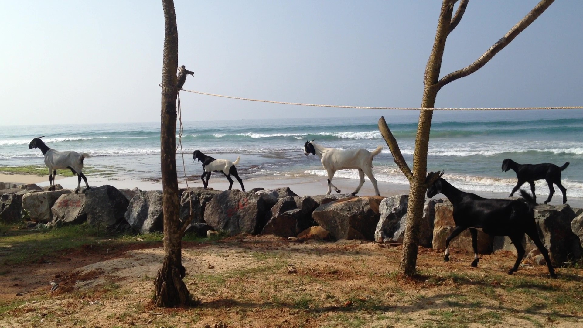 MirissaSpiceHousefamilyshop3goats