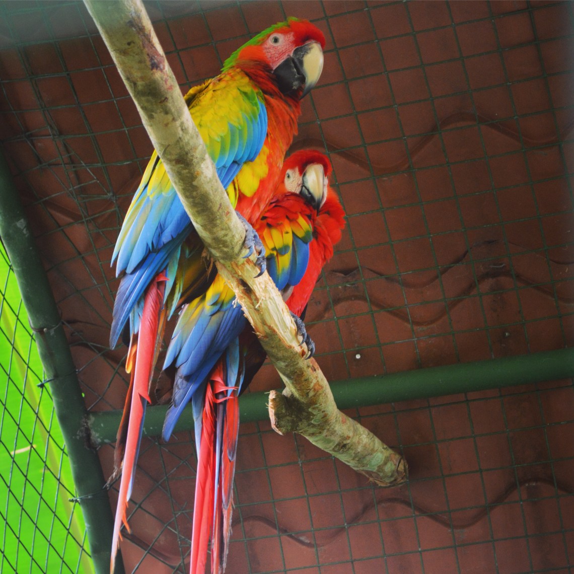 CostaRicaArenalLaFortunaProteyctoAsishybridmacaw1