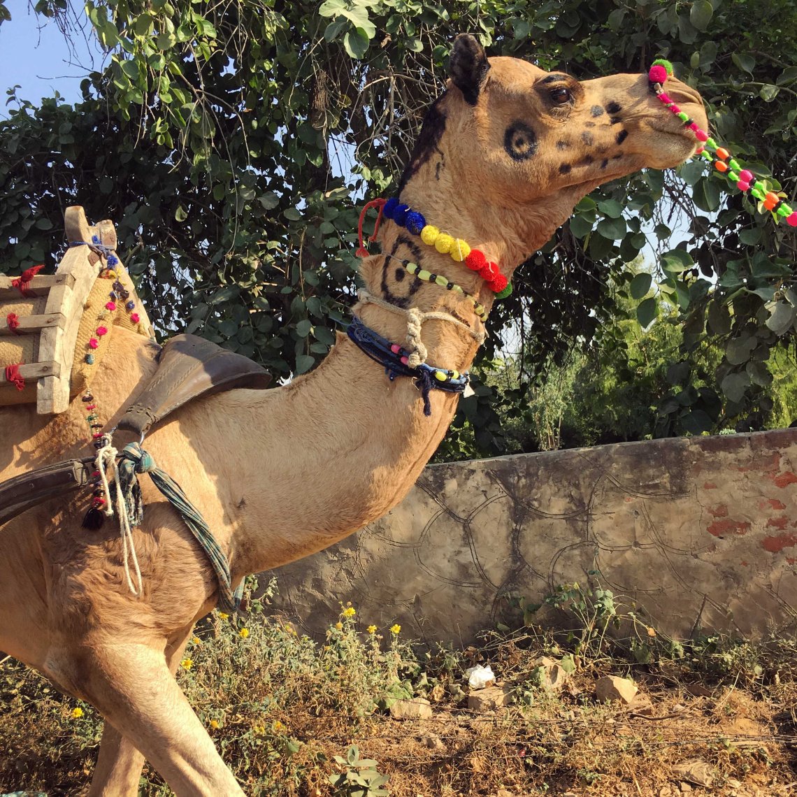 Pushkar2017Indiacamel1INSTAsmall