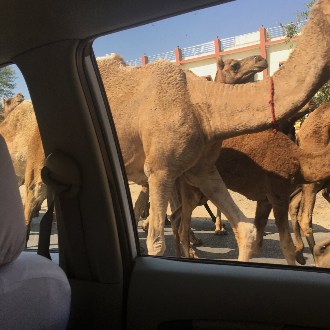 PushkartoUdaipurdrive2017India1small