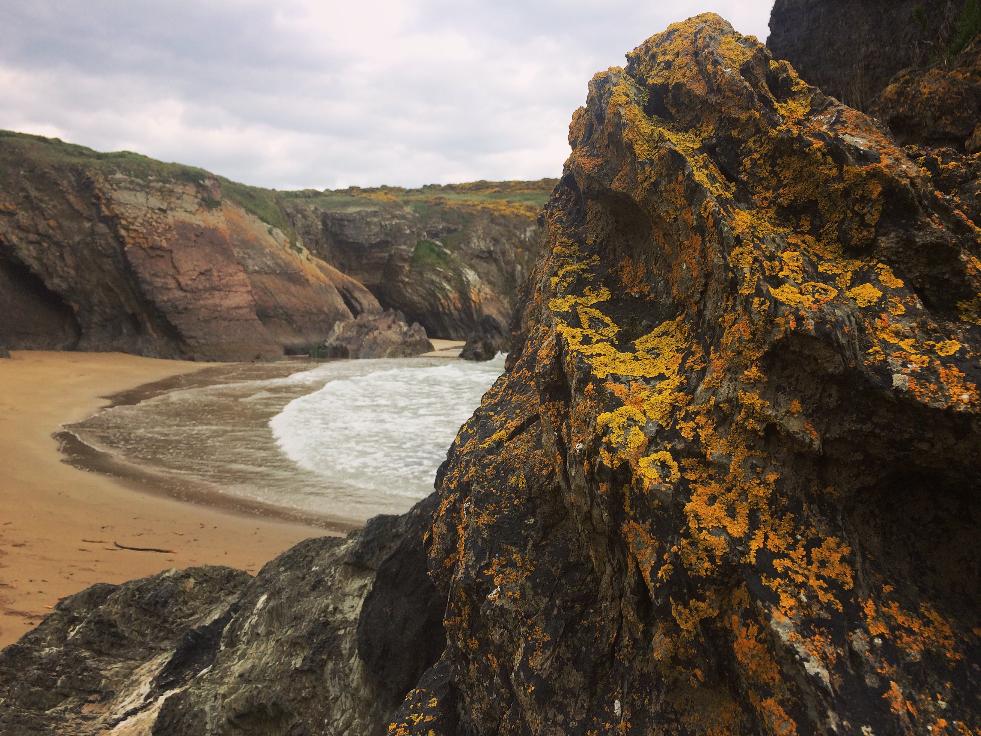 GoatIrelandWaterfordIrelandApril2017-10