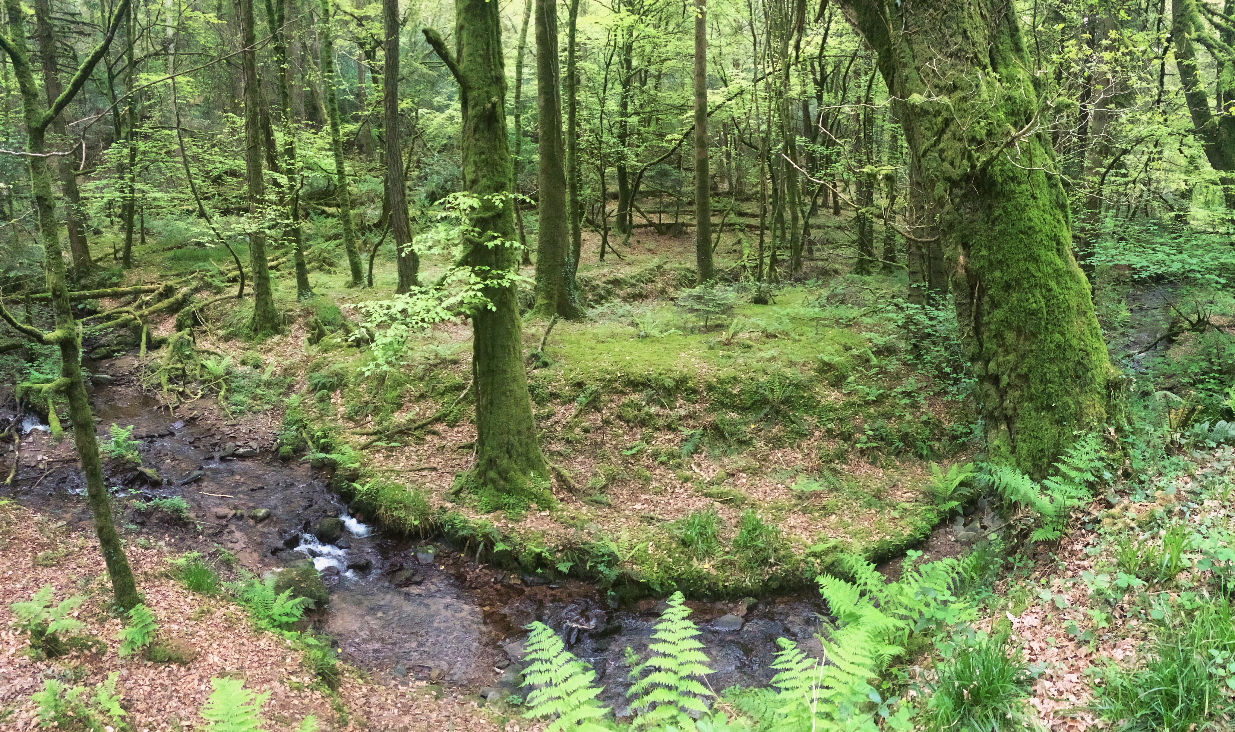 LismoreWaterfordIrelandBallysaggartTowersApril2017-6