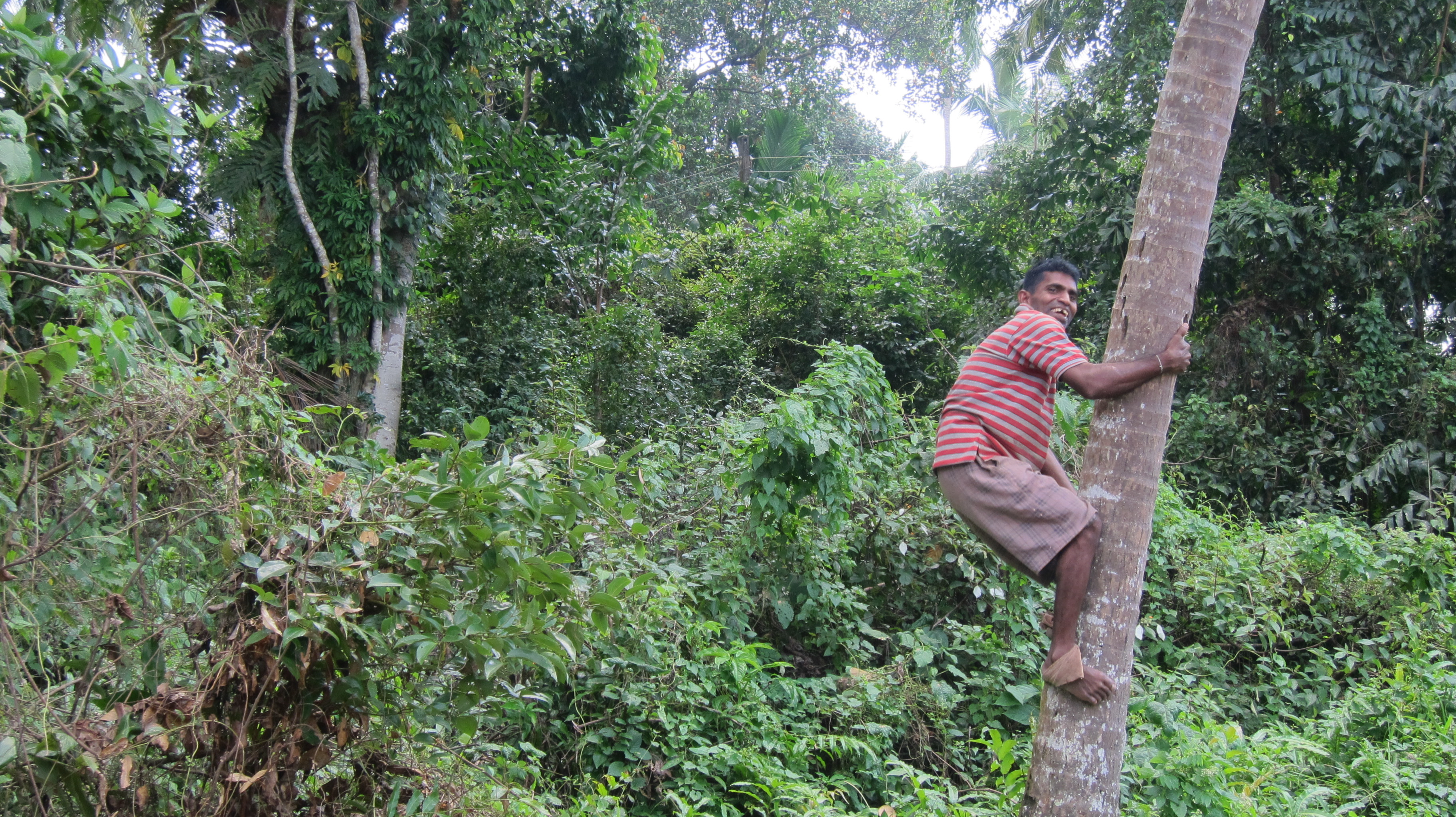 KoggolaJayaweeracoconutpicker2