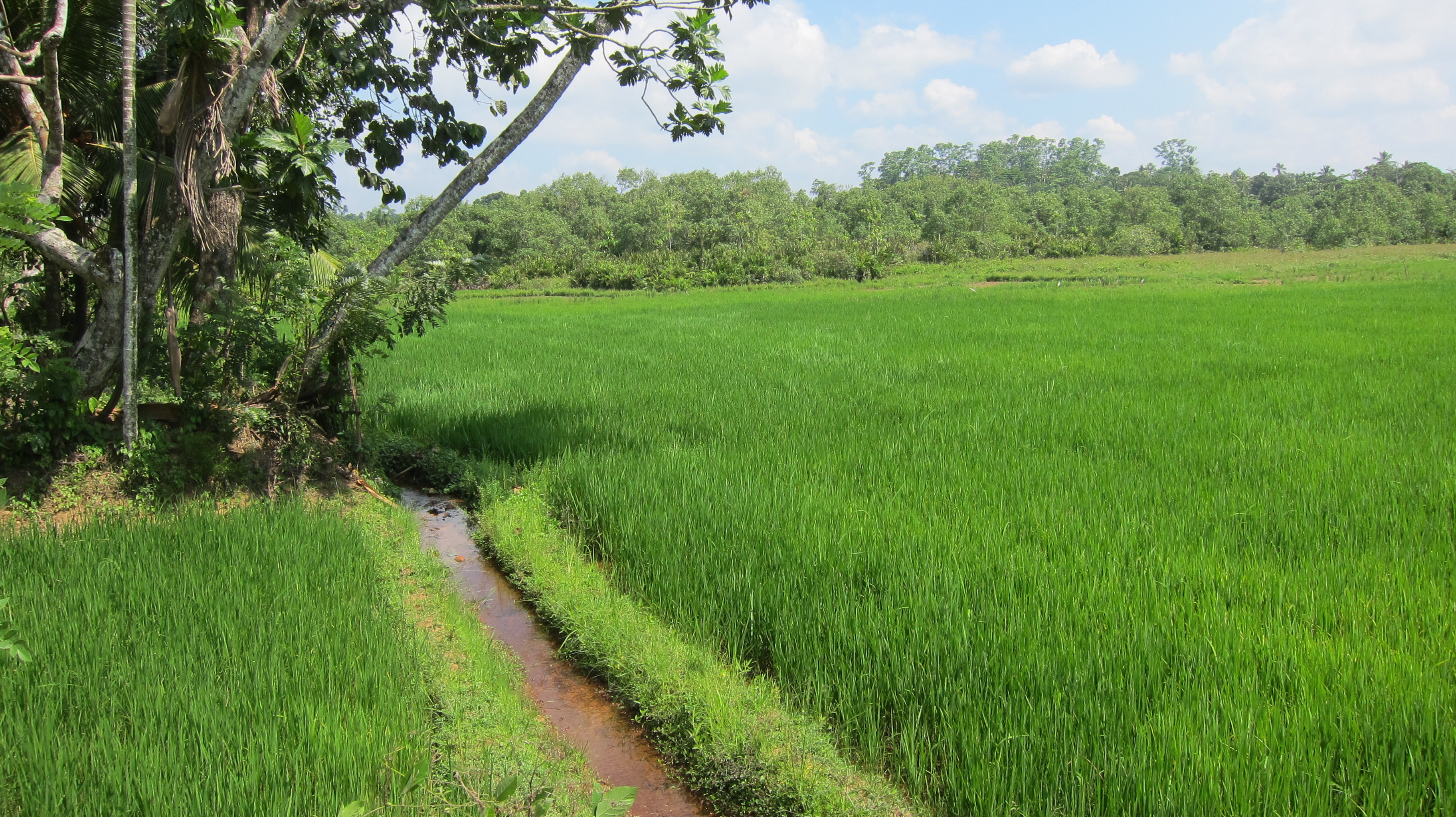 KoggolaJayaweeraricepaddy10