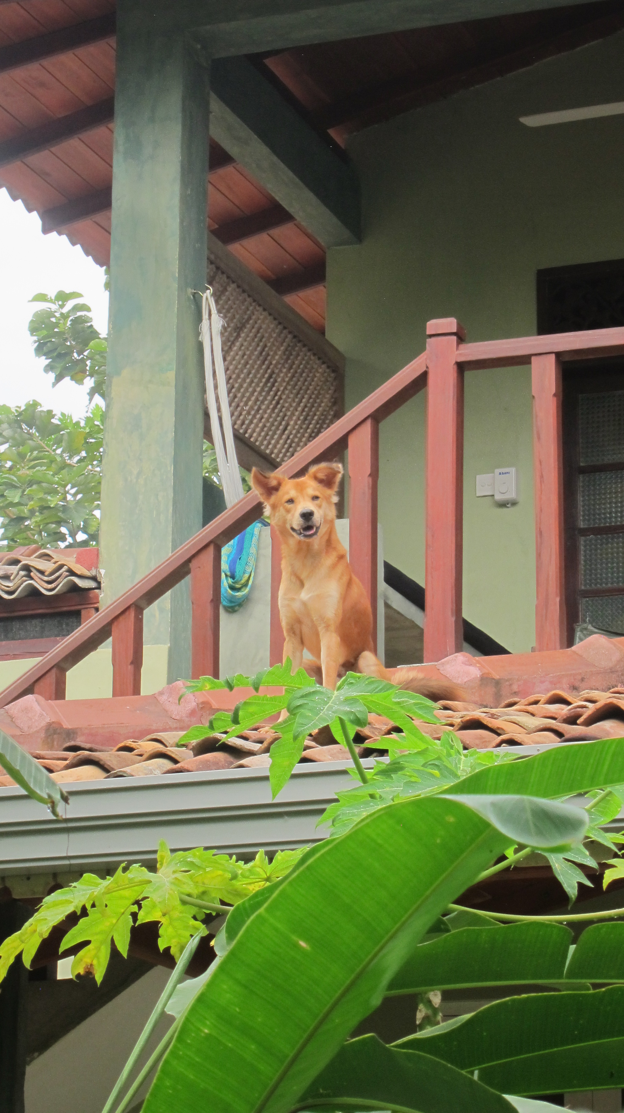 MirissaSpiceHouseGingerthedog