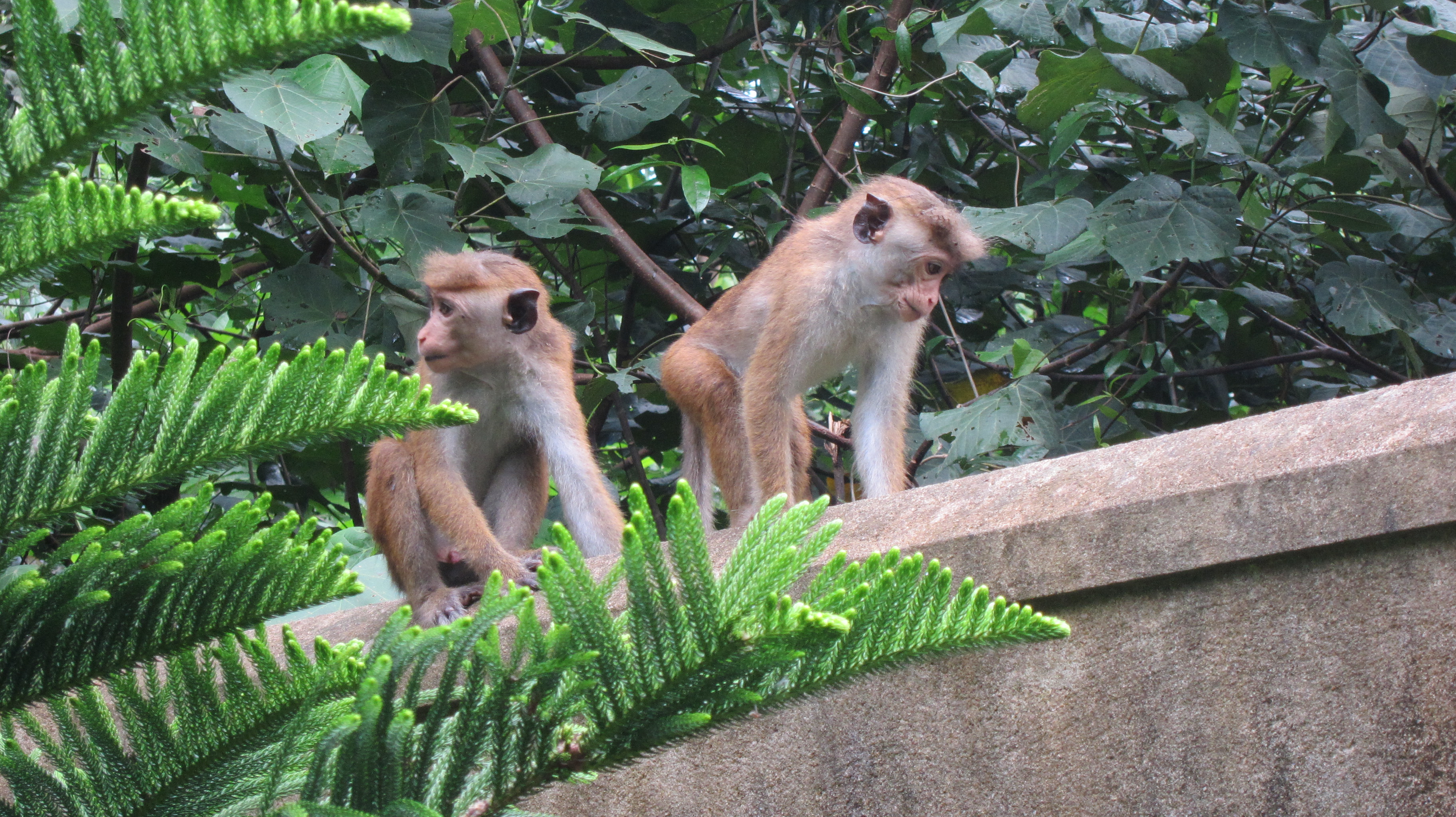 MirissaSpiceHouseMonkey5