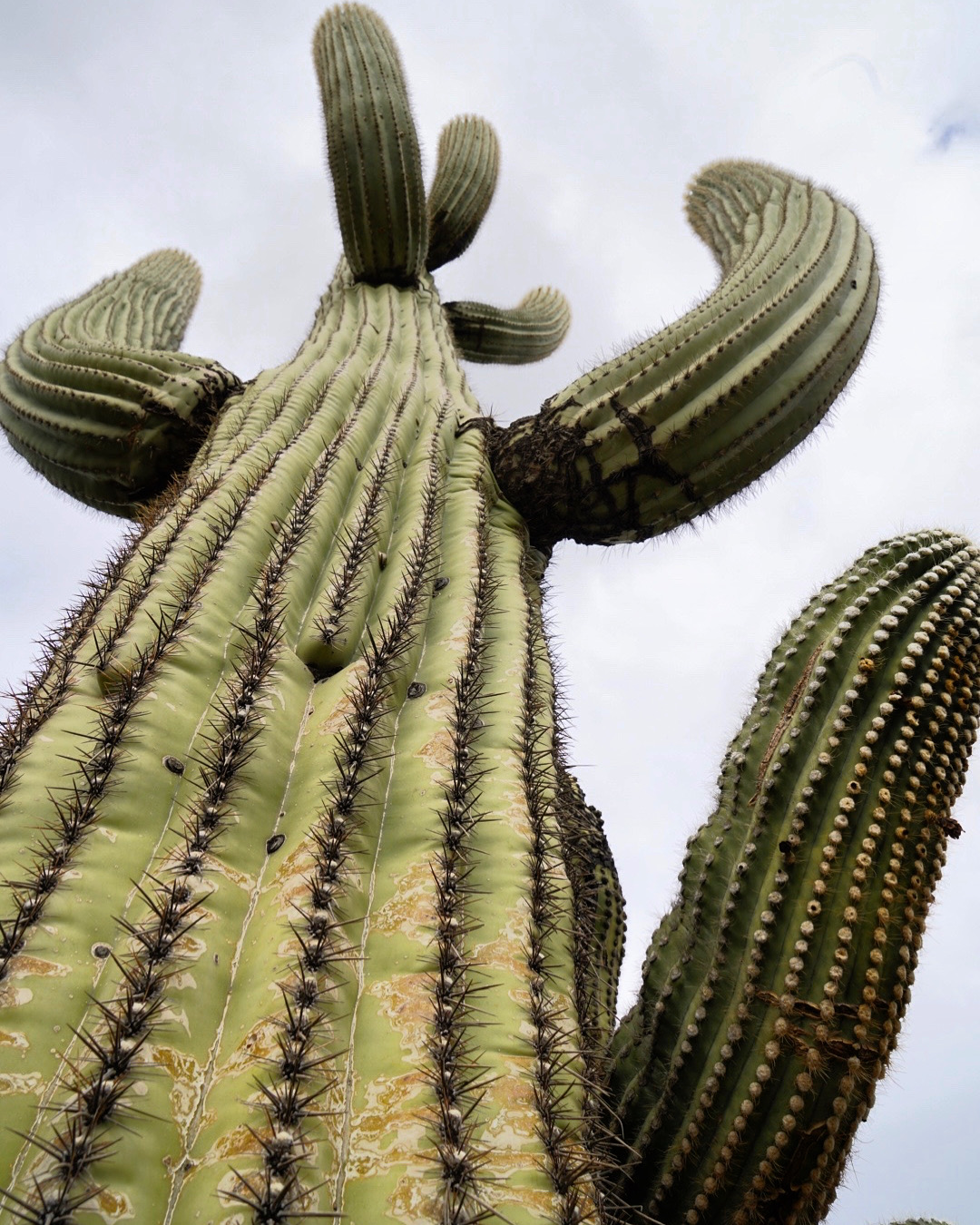 ArizonaOrganPipeDec2019INSTA-2