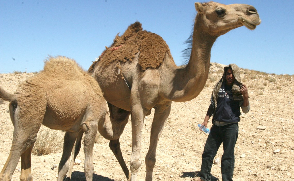 JordanlastdaycamelmilkingSept2010-1